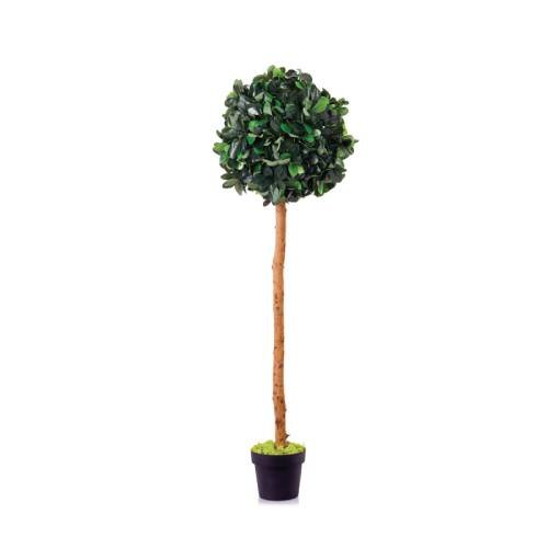 Ficus Panda Crown