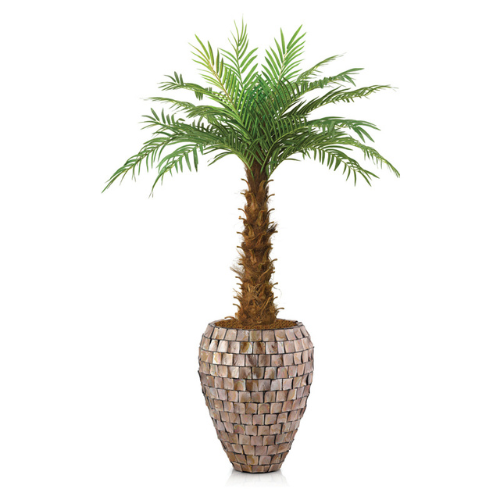 Phoenix reobilinni Palm
