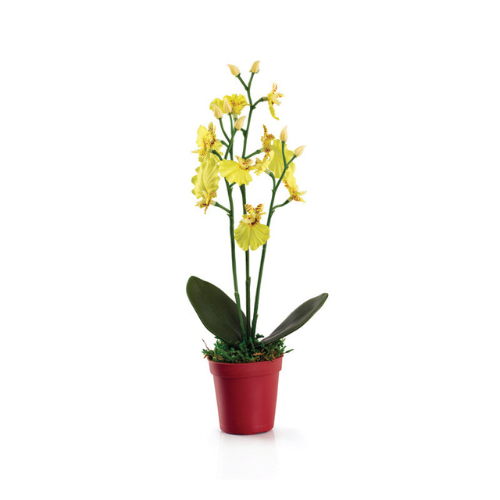 Oncidium Mini Yellow